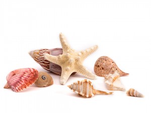 Shells Set