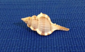 Murix Serratospinosus
