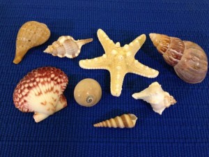 Shells Set