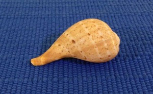 Spotted Fig Shell