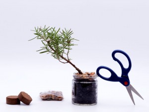 Bonsai Kit
