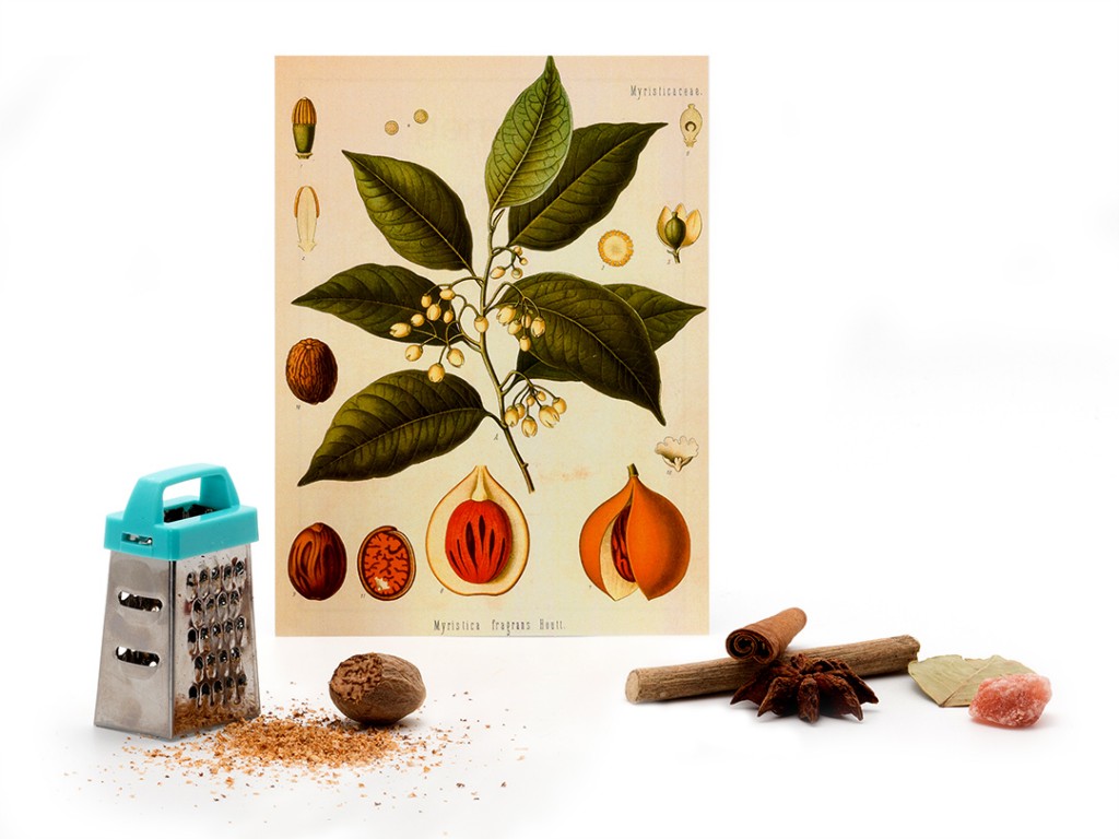 Botany Card Set Montessori By Mom