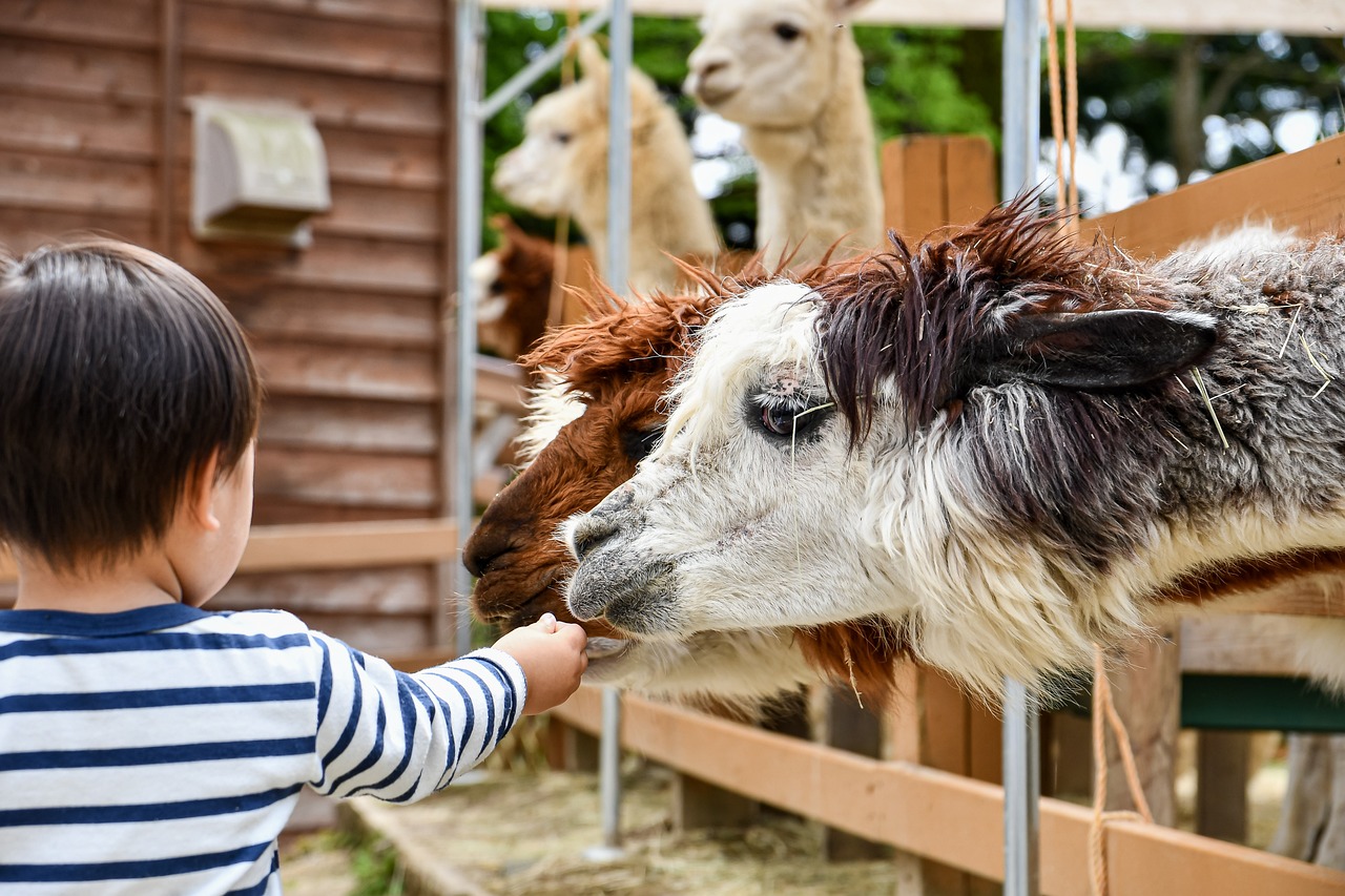 Montessori zoo trip